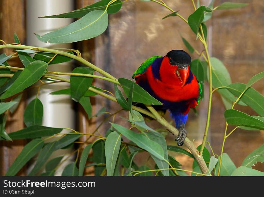 An Australian lory parrot in captivity. An Australian lory parrot in captivity.