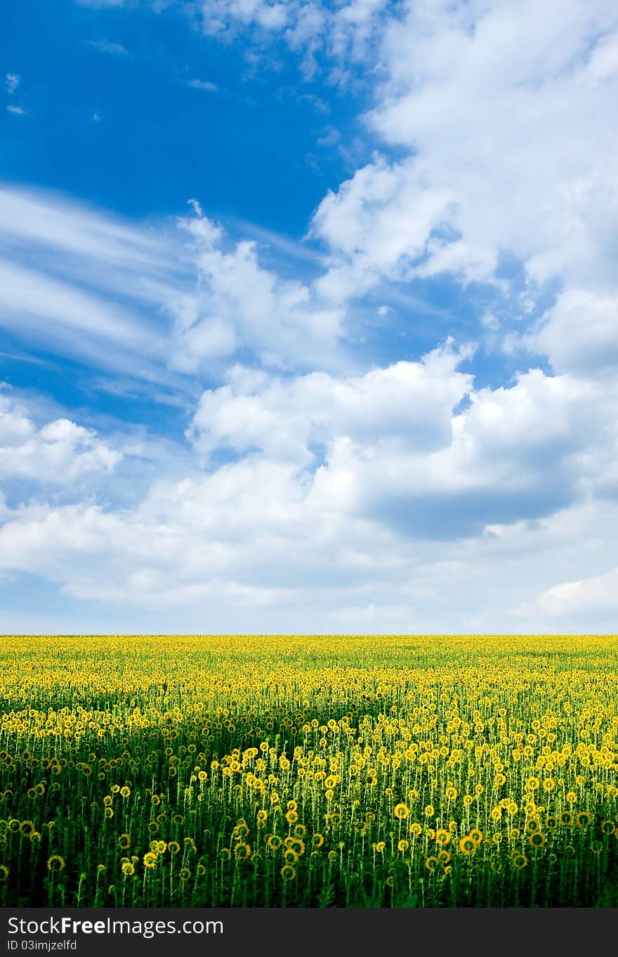 Sunflower field and blue sky with white clouds. Sunflower field and blue sky with white clouds.