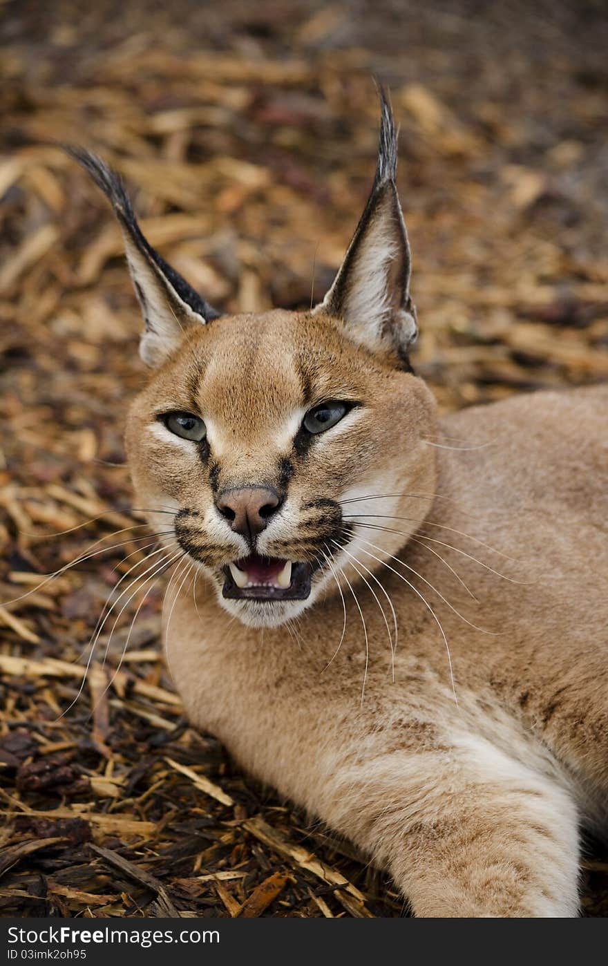 African Caracal