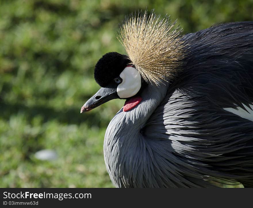 South African Crowned Crane bird