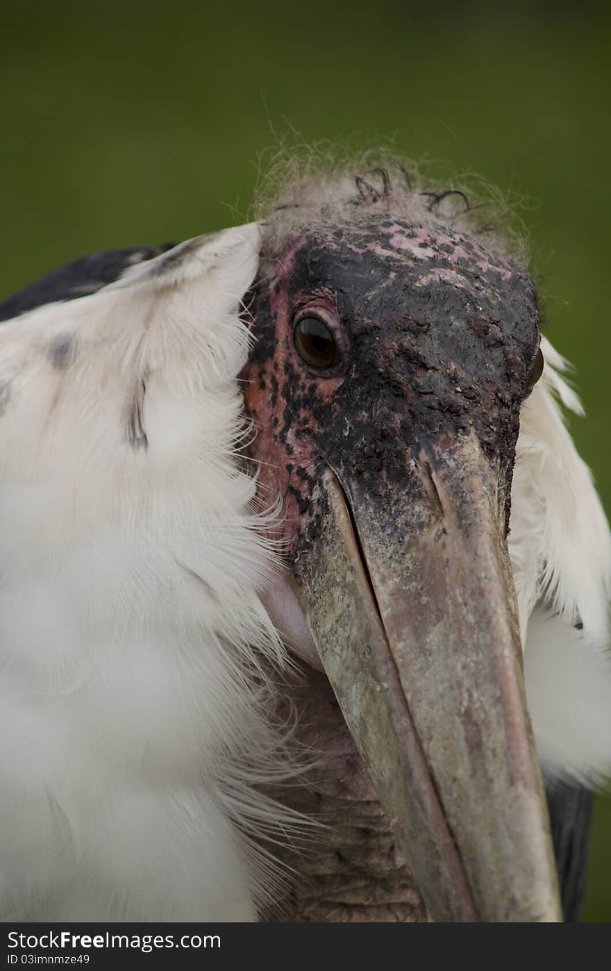 Marabou Stork ugly face bird