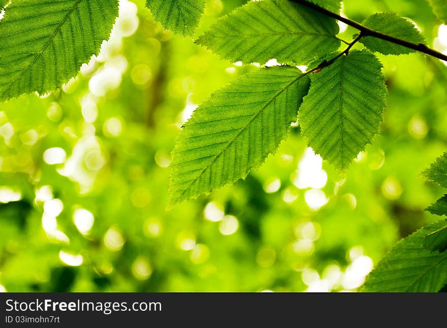 Lime green leaves on a white background. Lime green leaves on a white background