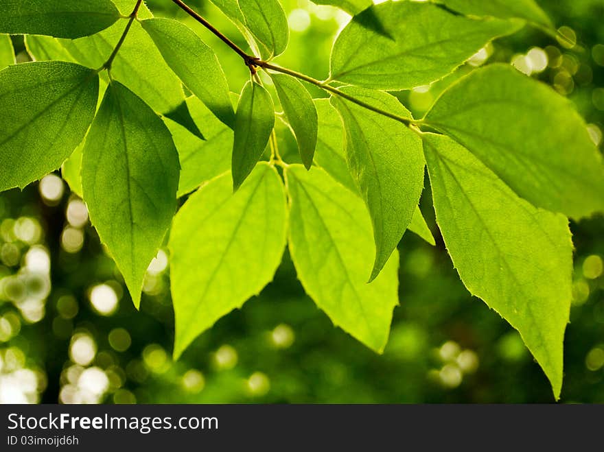 Lime green leaves on a white background. Lime green leaves on a white background