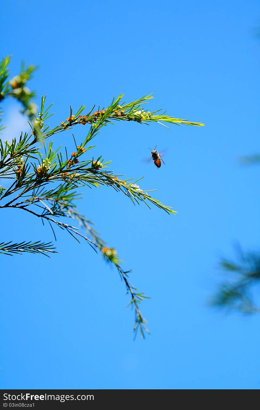 Bee in the Blue Sky