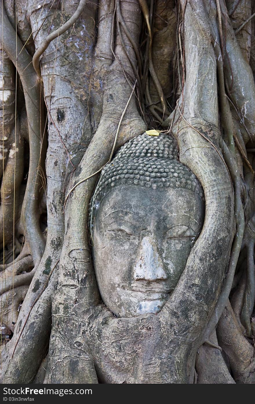 Branch of tree wrap up The Buddha image at ayutthaya world heritage Thailand. Branch of tree wrap up The Buddha image at ayutthaya world heritage Thailand