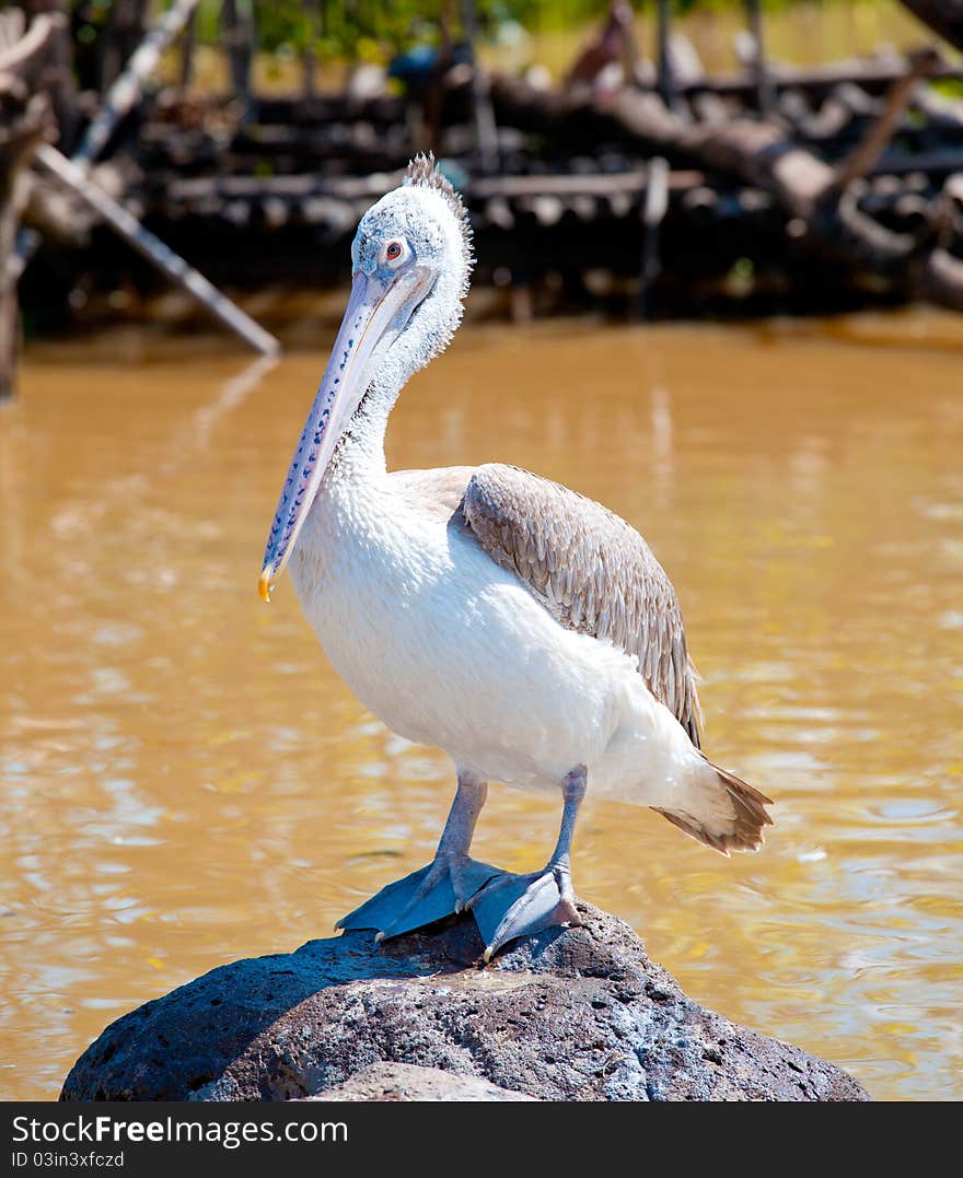 Pelican Standing