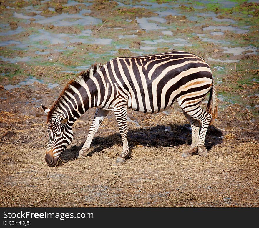 One zebra was eating grass