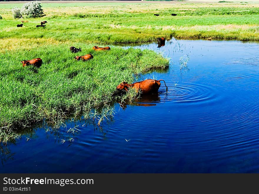 Cows In The River