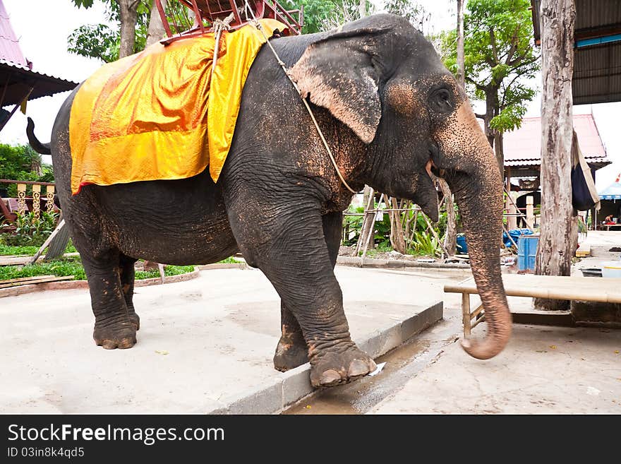 Thai Elephant Conservation Centre in Ayutthaya.