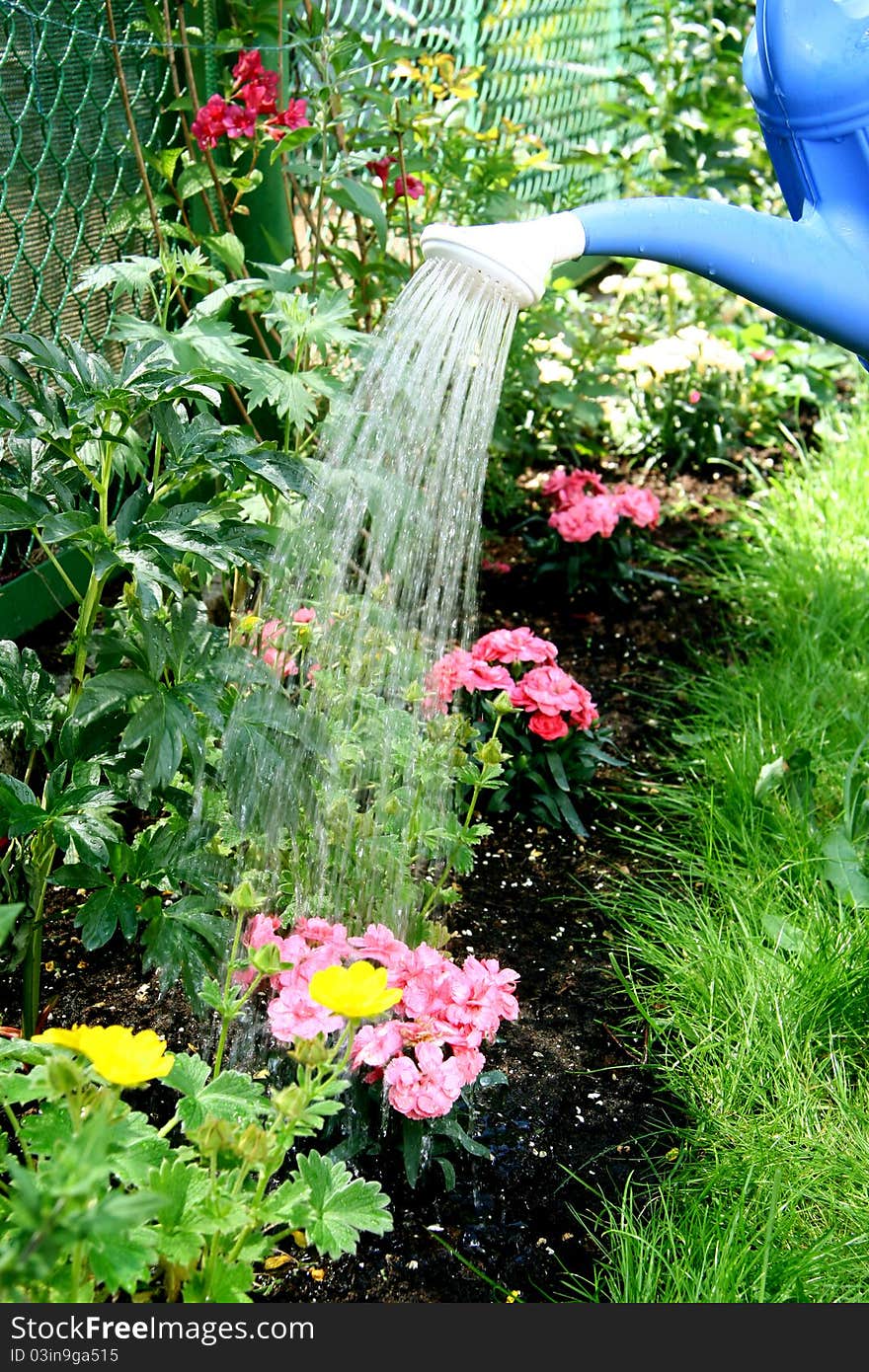 Water pouring from blue watering can onto blooming flower bed. Water pouring from blue watering can onto blooming flower bed