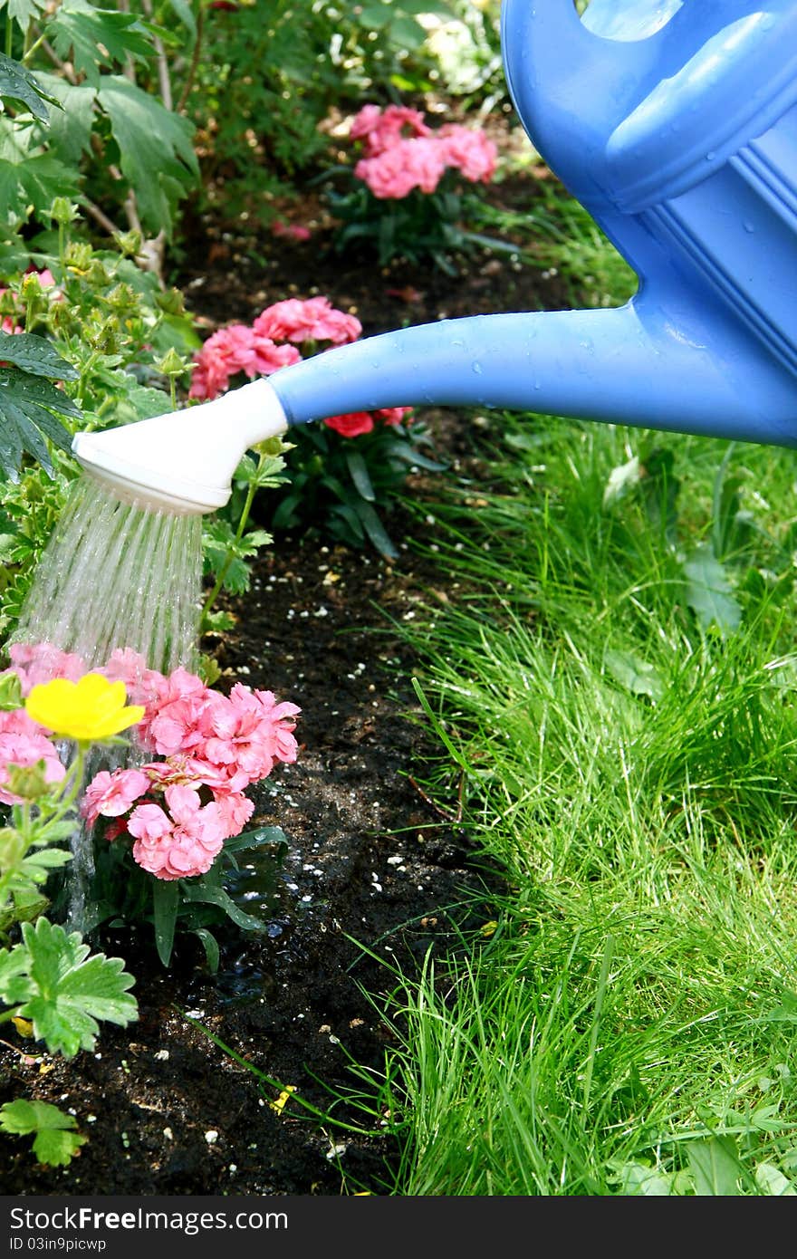 Water pouring from blue watering can onto blooming flower bed. Water pouring from blue watering can onto blooming flower bed