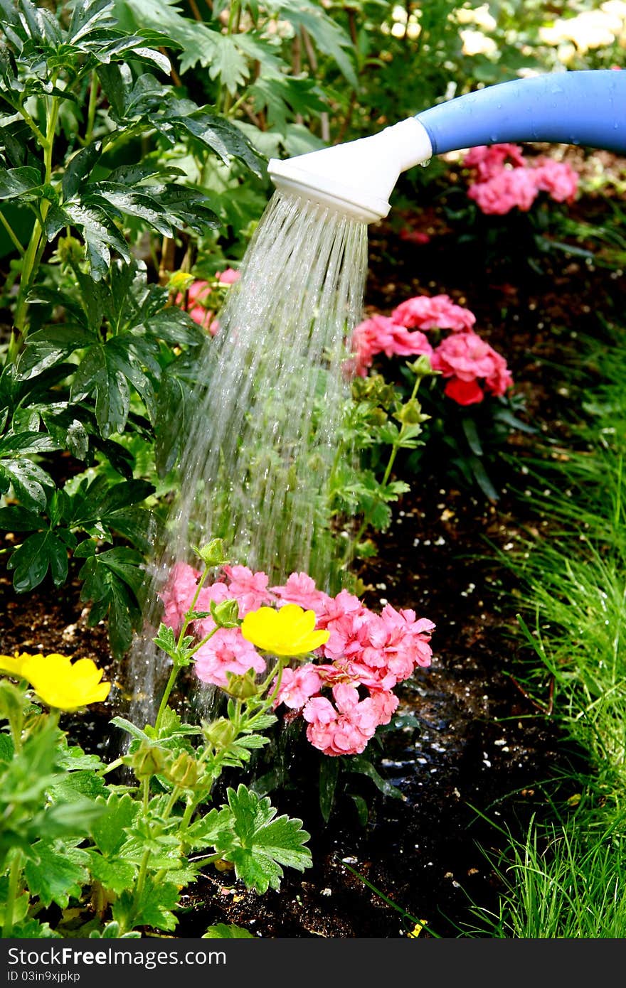 Water pouring from blue watering can onto blooming flower bed. Water pouring from blue watering can onto blooming flower bed