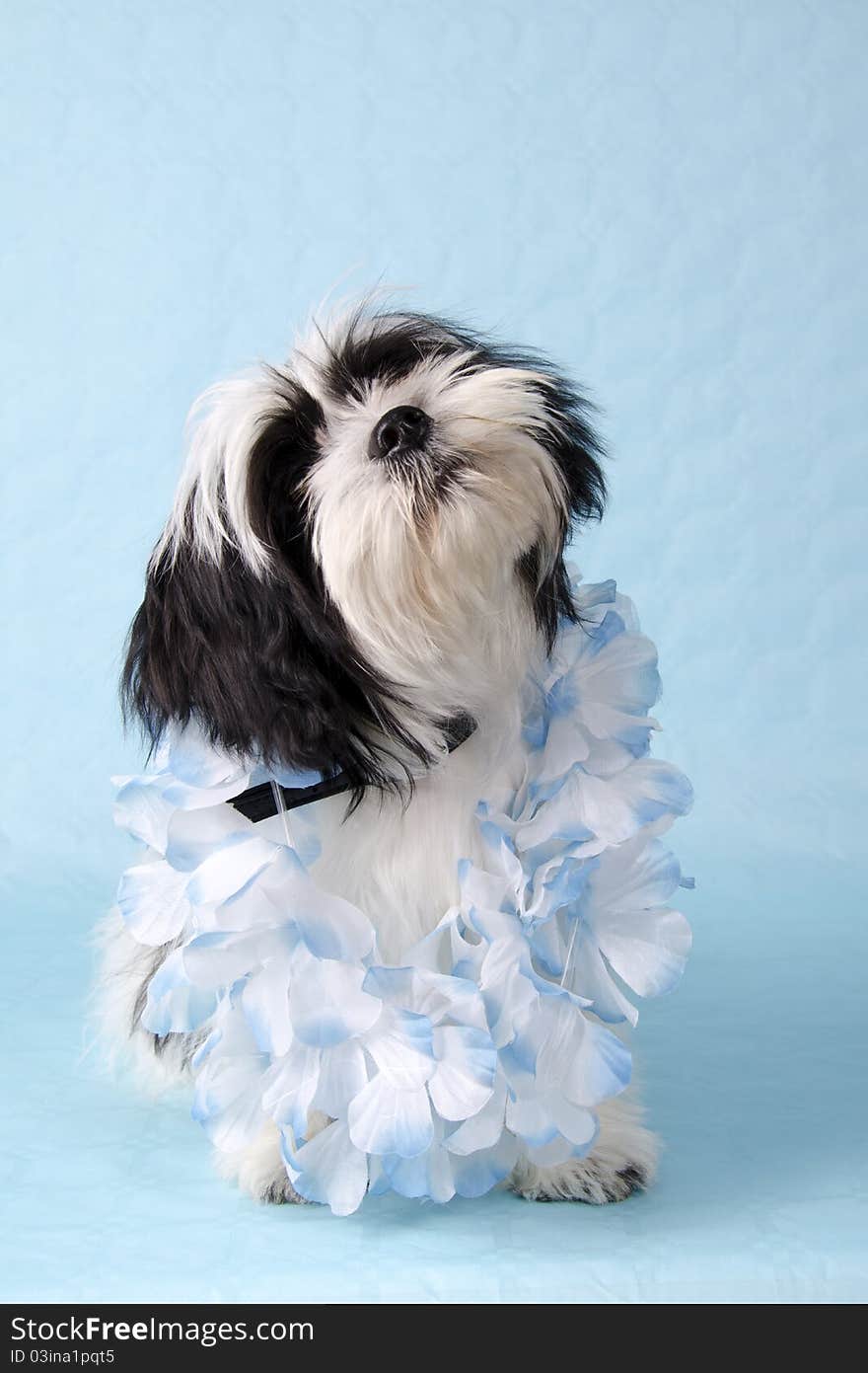 Black and white Shih Tzu pup in an Hawai mood on a blue background.