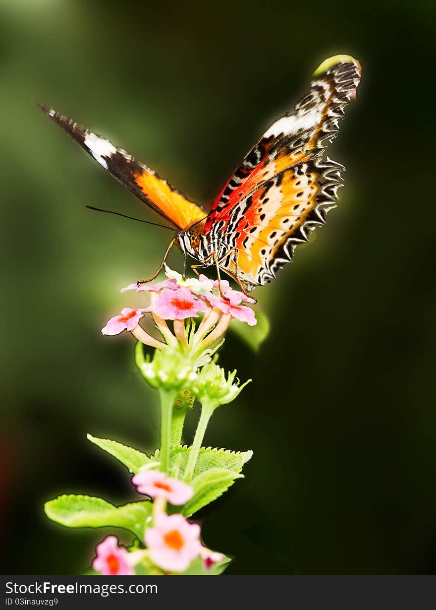 Butterfly and flower