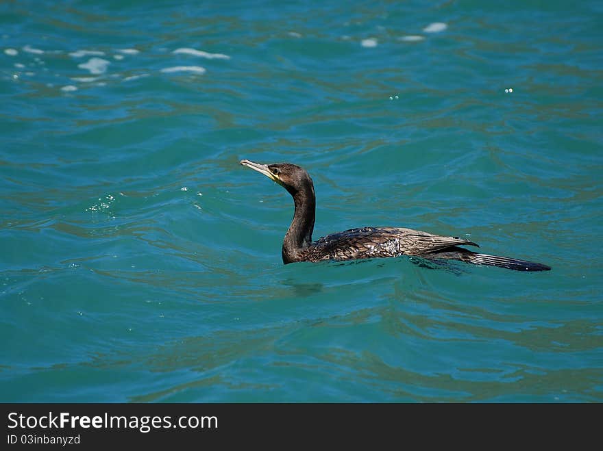 Cormorant