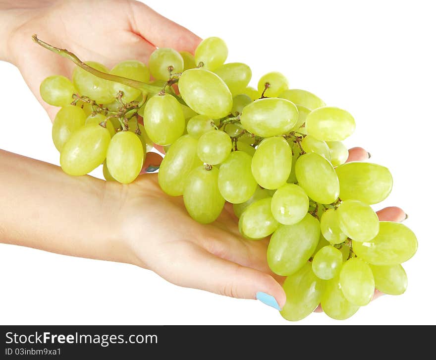 Hands hold fresh grape. Isolated. Hands hold fresh grape. Isolated