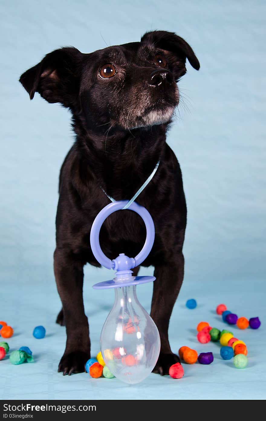 A black terrier on blue background with a large baby pacifier around her neck.