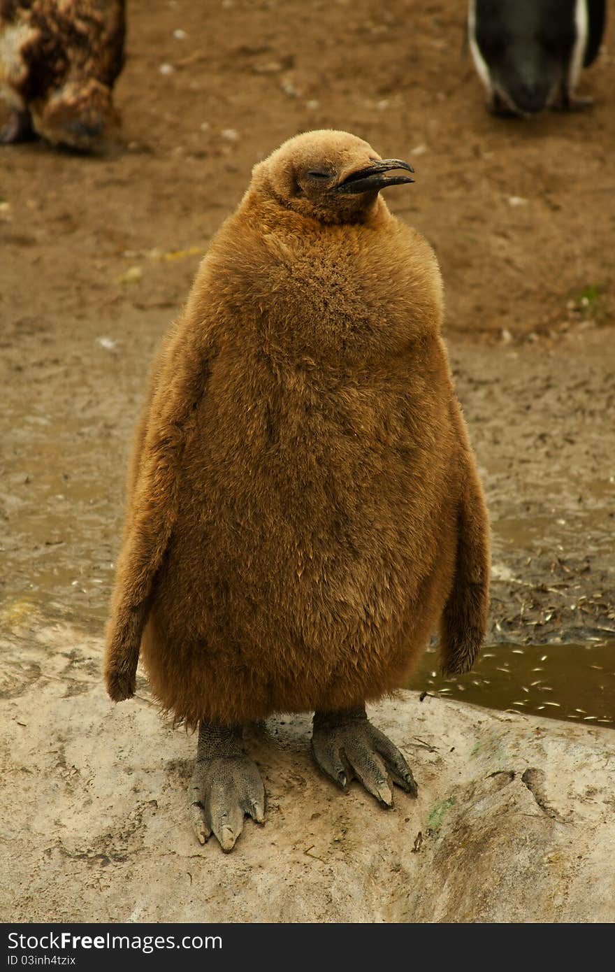 A puppy penguin posing for the camera