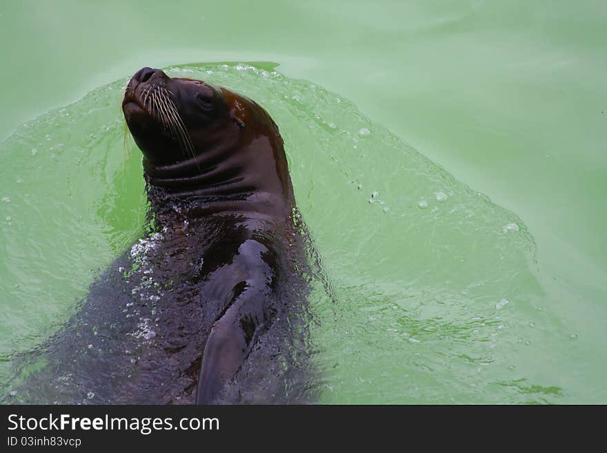 Sea lion