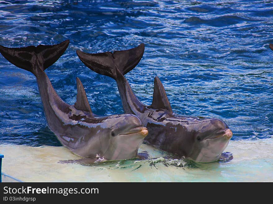 Dolphins acting in the aquarium