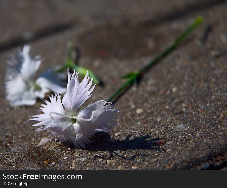 Paving and carnation