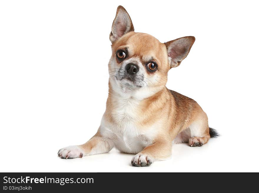 Adult Chihuahua On A White Background