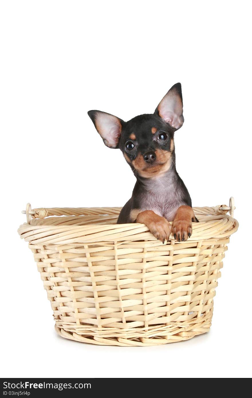 Funny Toy Terrier puppy in basket