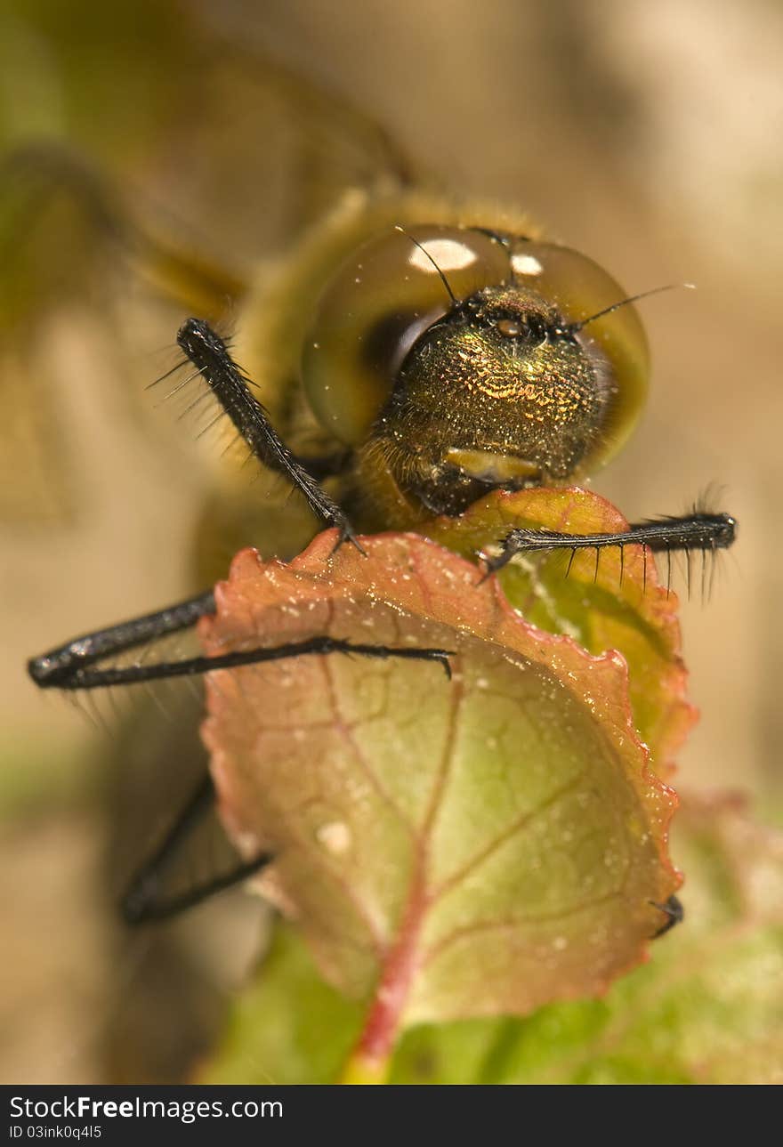 Somatochlora flavomaculata - big beautiful dragonfly