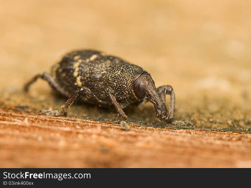 Hylobius abietis - Beetle - forest pest