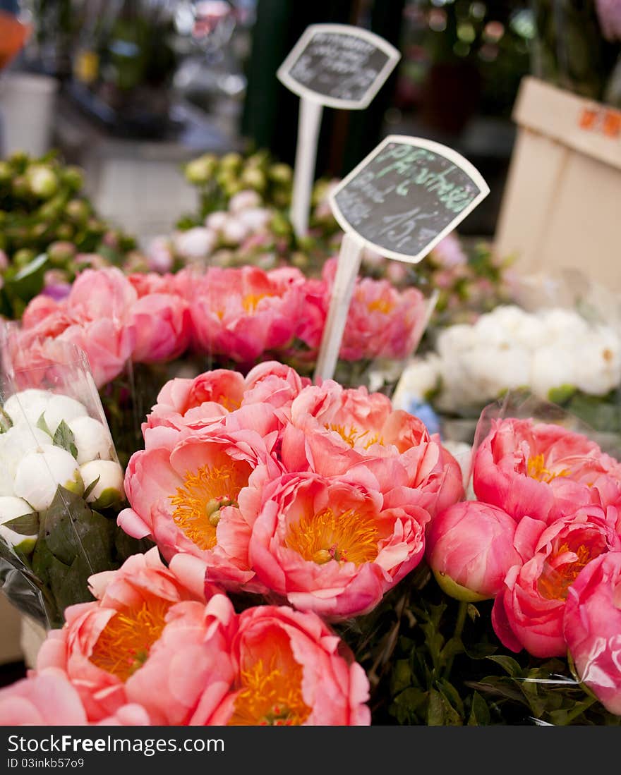 Big variety of fresh peony. Big variety of fresh peony