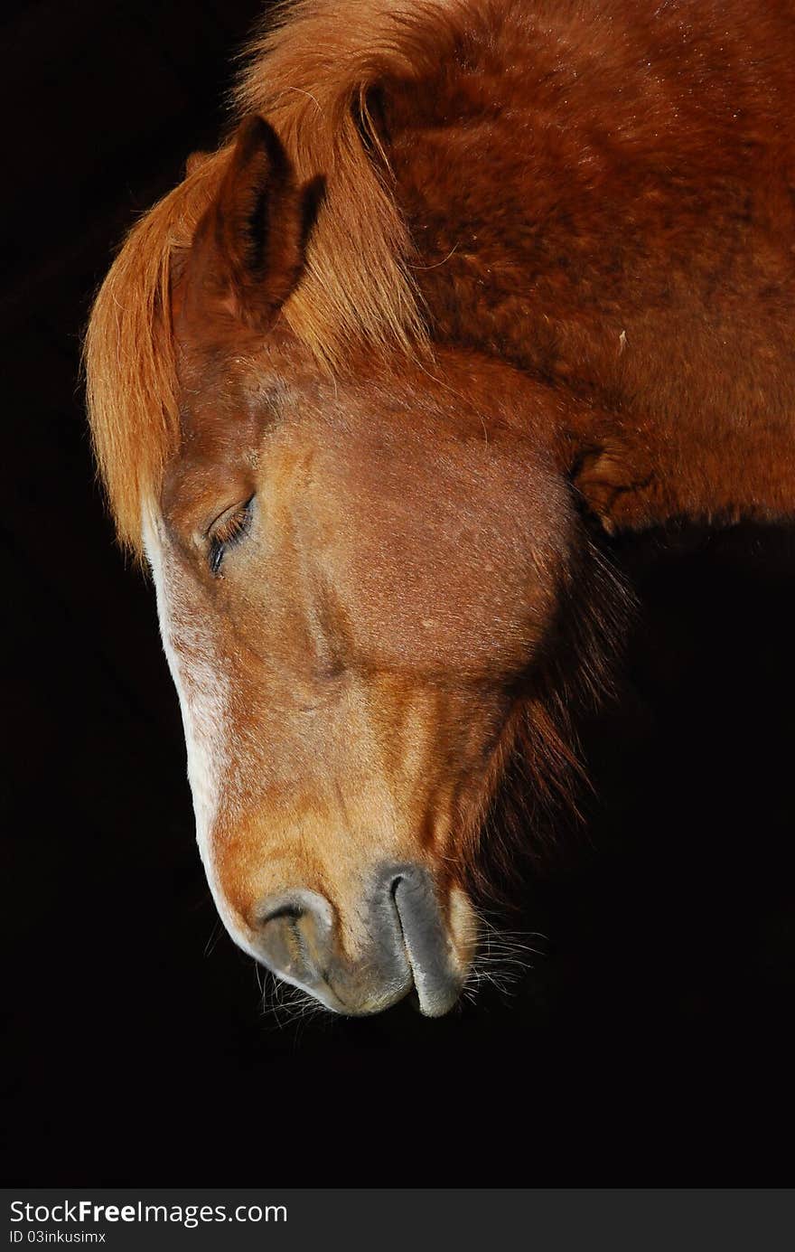 Sleeping Red Horse, very relaxed