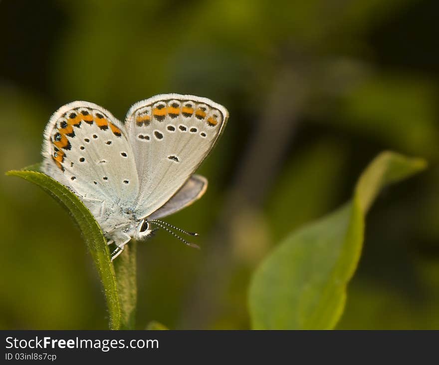 Plebejus Argyrognomon