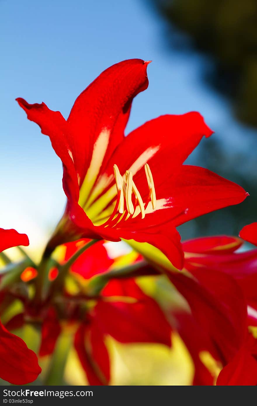 Beautiful red lily flower closeup