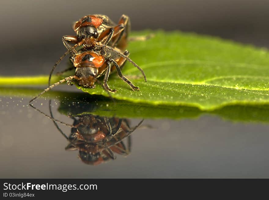 Cantharidae - Two beetles and their reflection