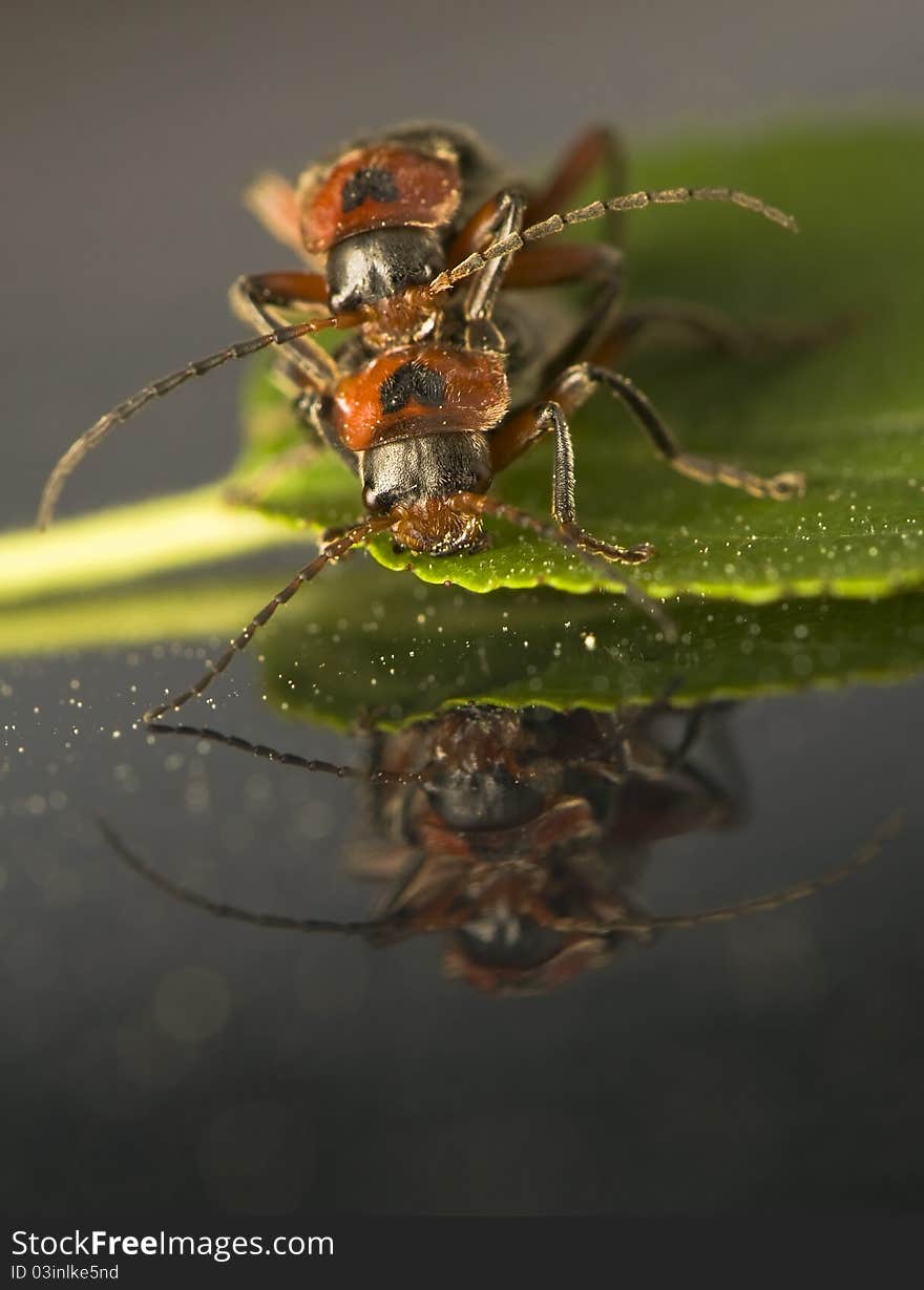 Cantharidae - Two beetles and their reflection