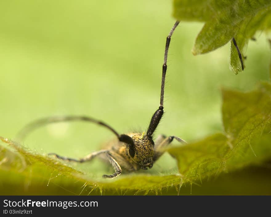 Agapanthia villosoviridescens