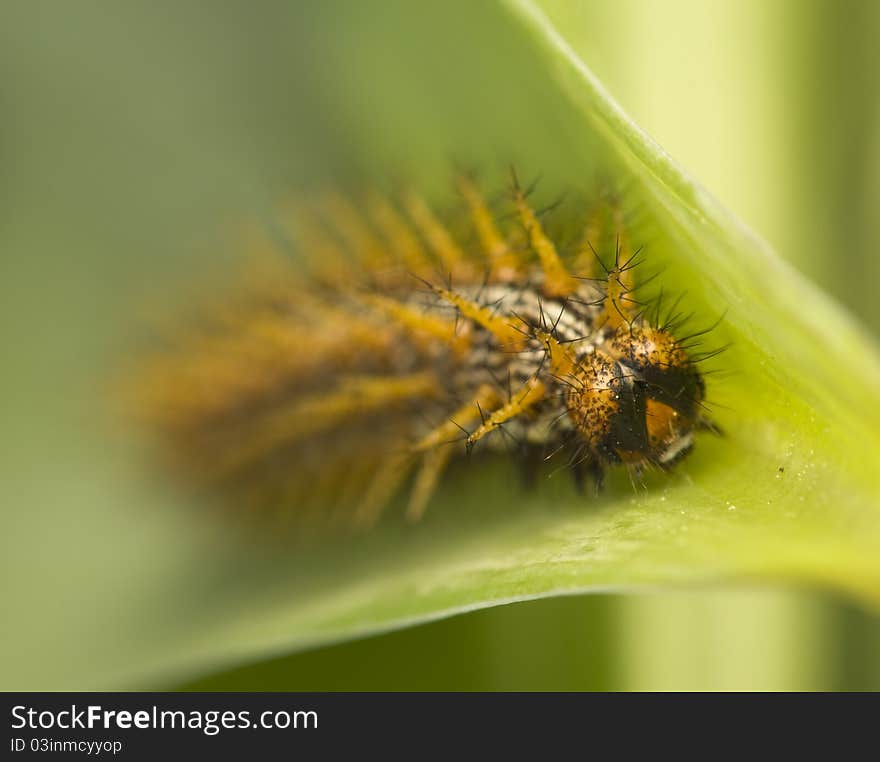 Brenthis daphne - beautiful butterfly caterpillar on the leaf of lily of the valley. Brenthis daphne - beautiful butterfly caterpillar on the leaf of lily of the valley