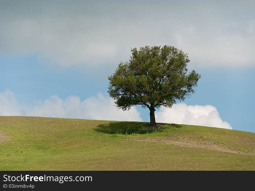 Tree in Tuscany