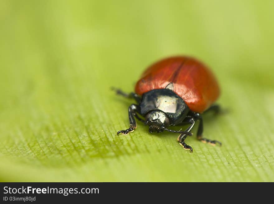 Chrysomela - A beautiful red beetle - pest of trees. Chrysomela - A beautiful red beetle - pest of trees