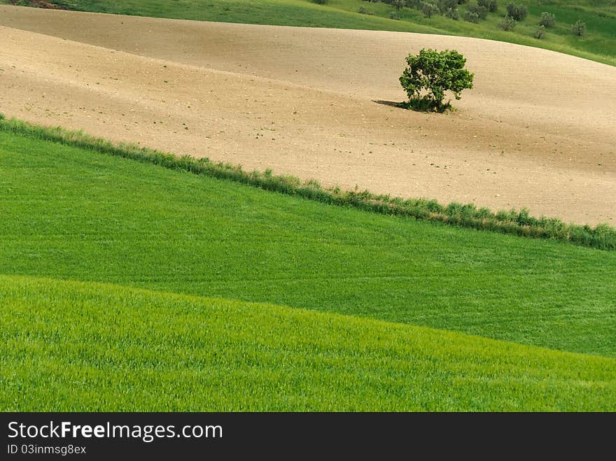 Tree In Tuscany