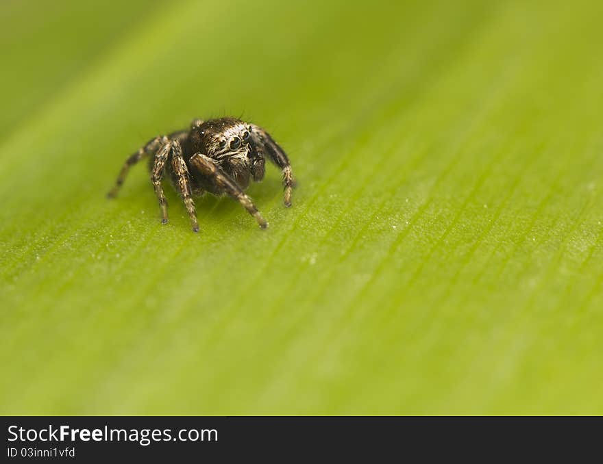 Jump spider - Evarcha - a small jumping spider with large mesh