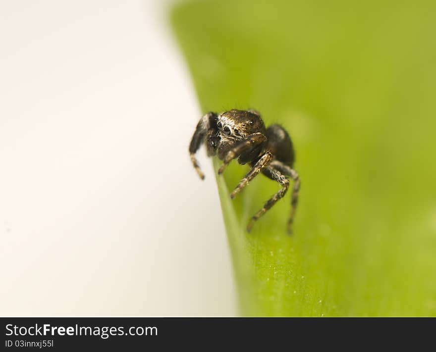 Jump spider - Evarcha - a small jumping spider with large mesh