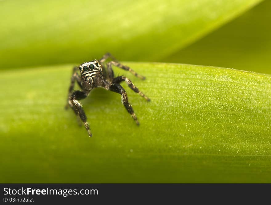 Jump spider - Evarcha - a small jumping spider with large mesh