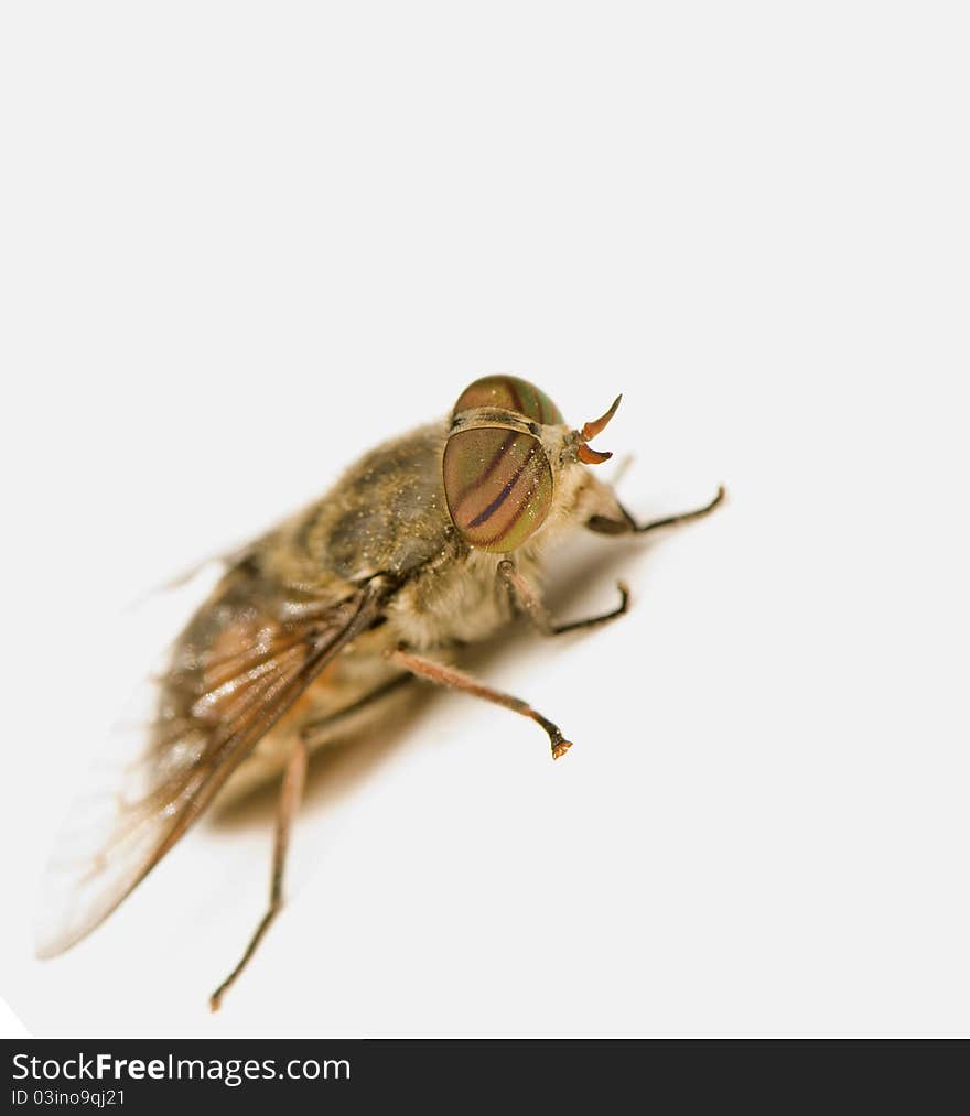 Very large fly on a white background. Very large fly on a white background