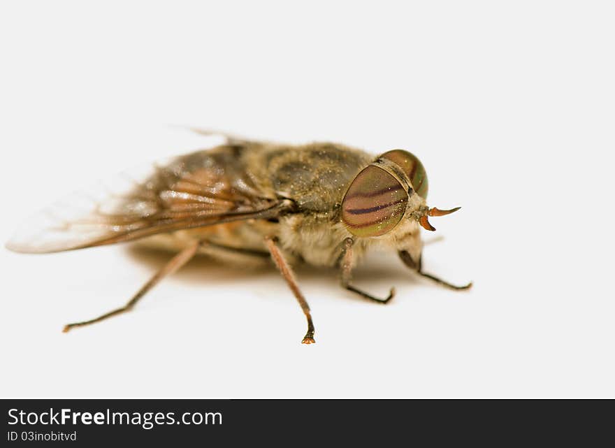 Very large fly on a white background. Very large fly on a white background