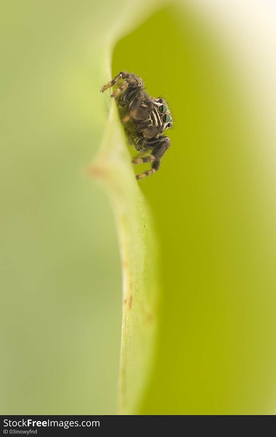 Jump spider - Evarcha - a small jumping spider with large mesh