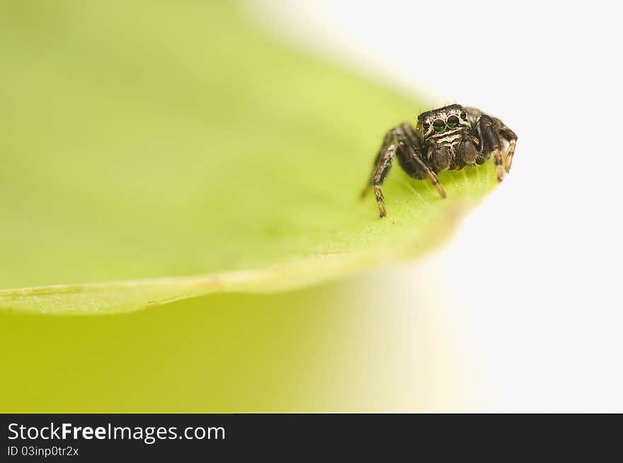 Jump spider - Evarcha - a small jumping spider with large mesh