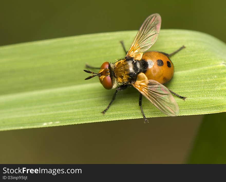 Gymnosoma - An interesting color fly on a leaf of grass