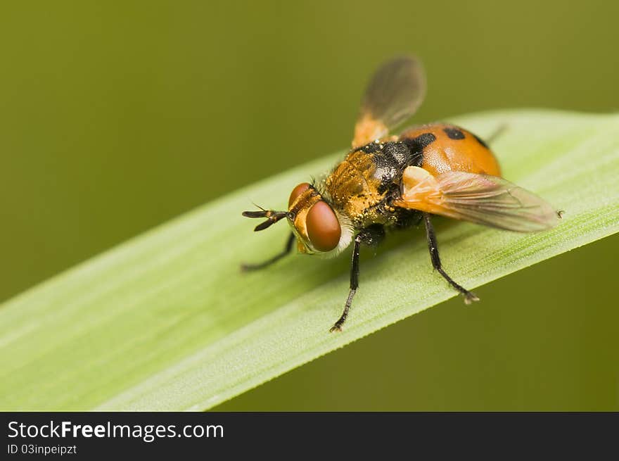 Gymnosoma - An interesting color fly on a leaf of grass