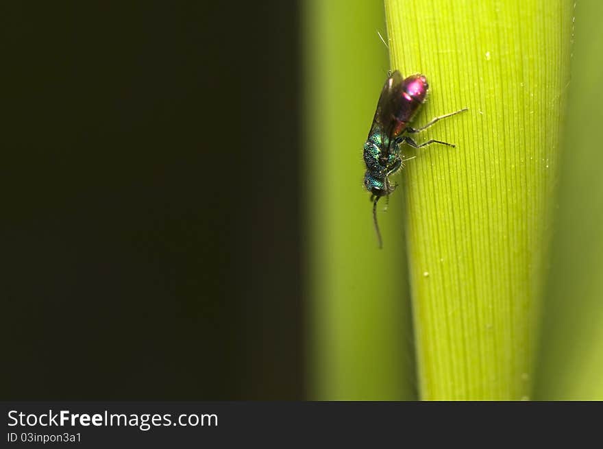 Chrysididae - An interesting color fly on a leaf of grass